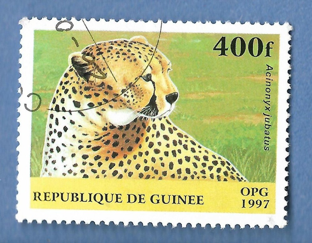 REP DE GUINEE ANIMAIL USED CHEETAH YEAR 1997