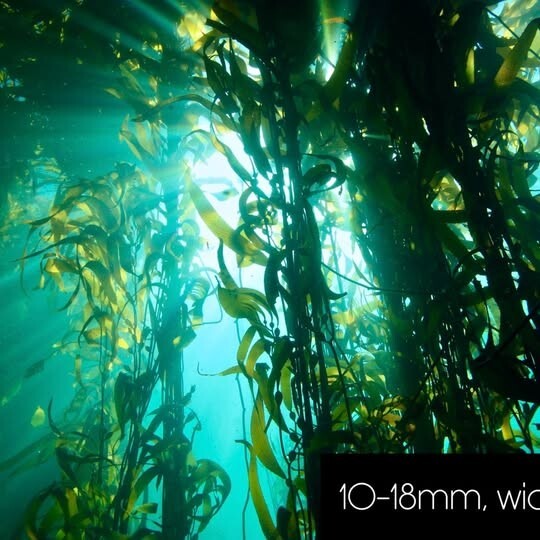 Canon SL1/100D & Ikelite Underwater Photography Set