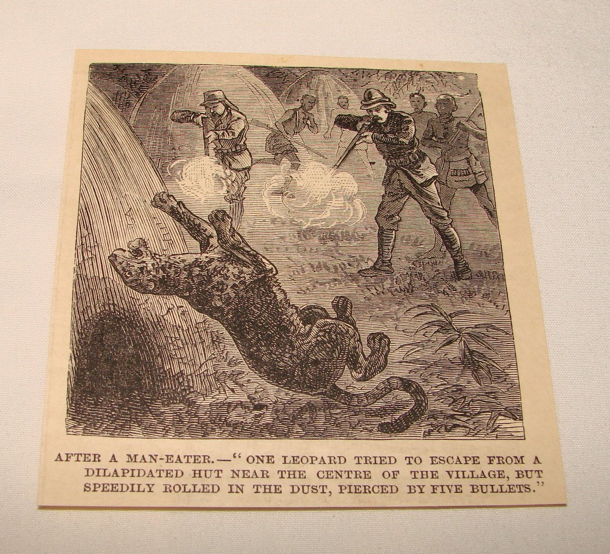 1885 magazine engraving ~ LEOPARD SHOT BY HUNTERS