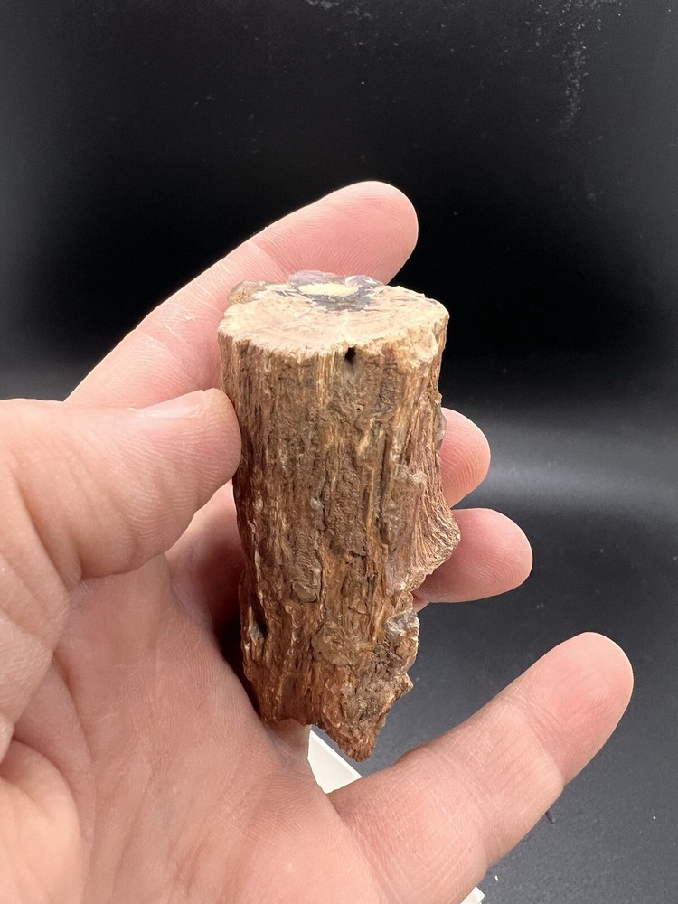 Petrified wood tree limb location unknown