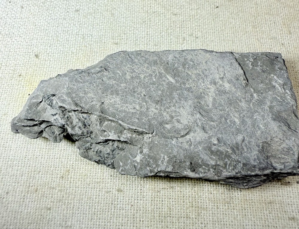 Phacops Trilobite ~ Silica Formation ~ Ohio ~ Devonian Period