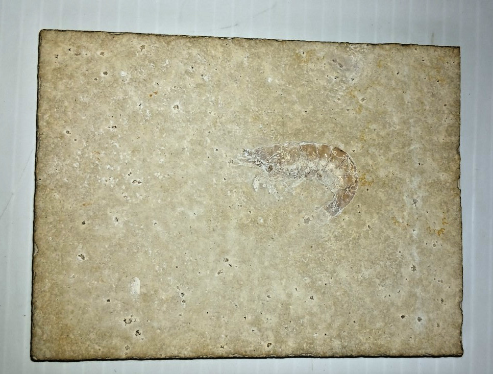Shrimp Fossil