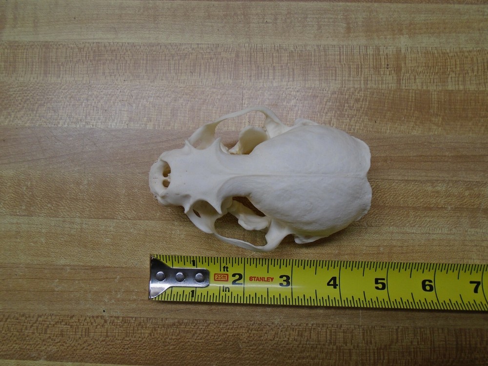 Real Bone North American River Otter Skull
