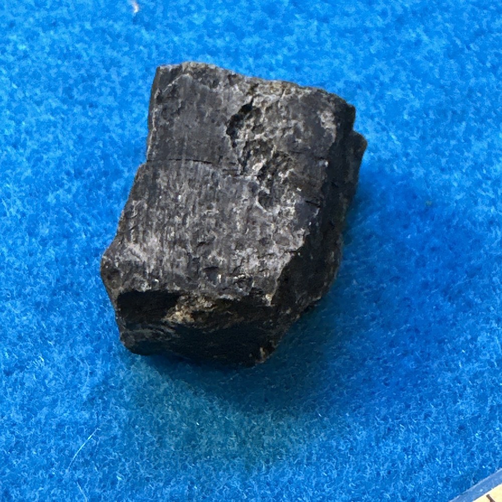 Stegosaurus Extinct Dinosaur Bone Fossil in Great Display Case