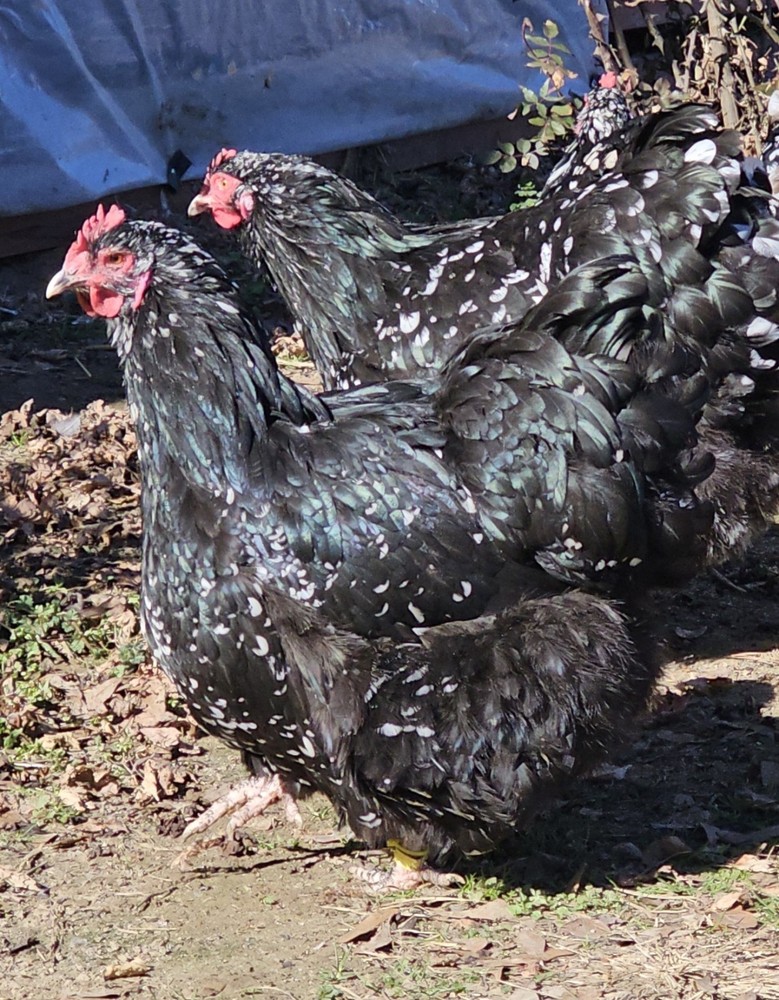 18+ English Mottled Orpington Hatching Eggs