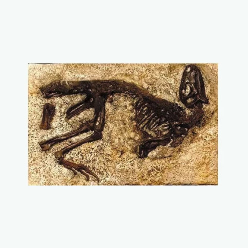 Nanosaurus Skeleton In situ REPLICA