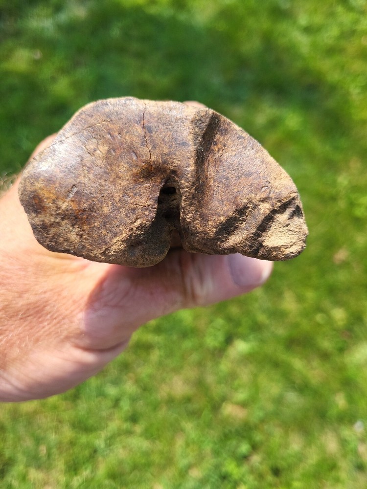 Bison metacarpal Historic bison foot bone