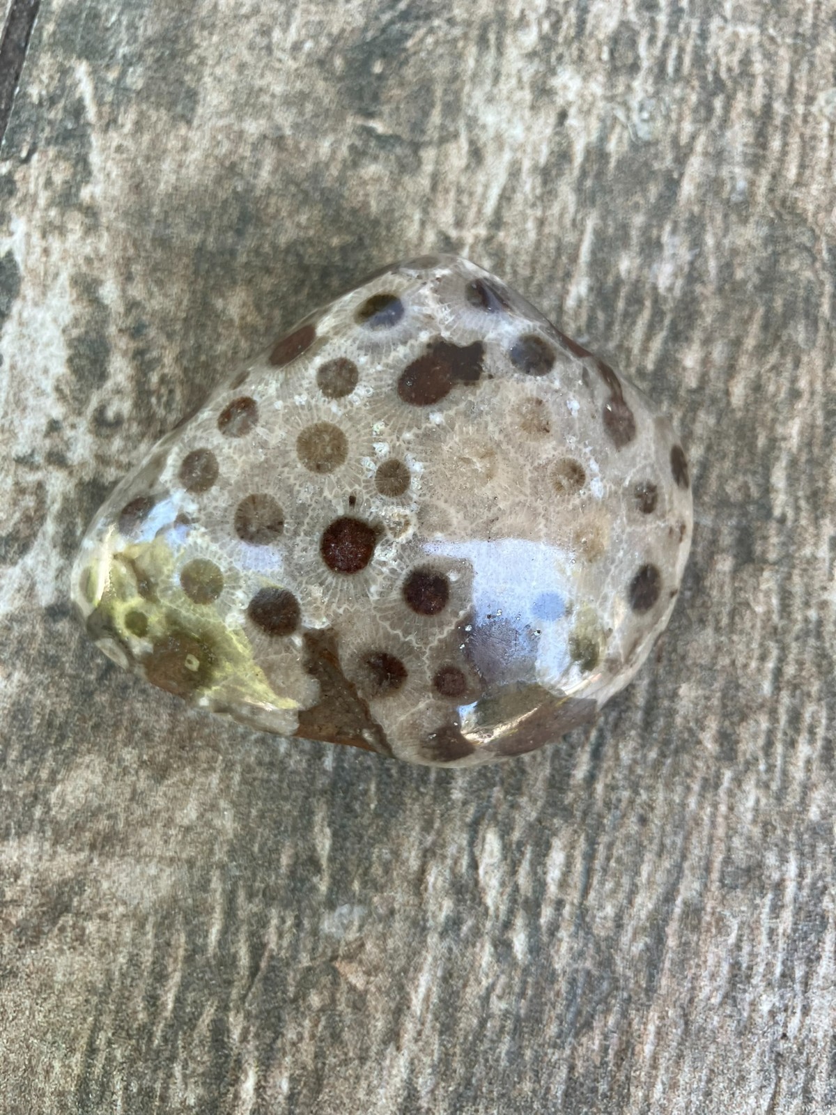 2.2oz Half Polished Petoskey Stone Fossil Lake Michigan Coral Dark Eye