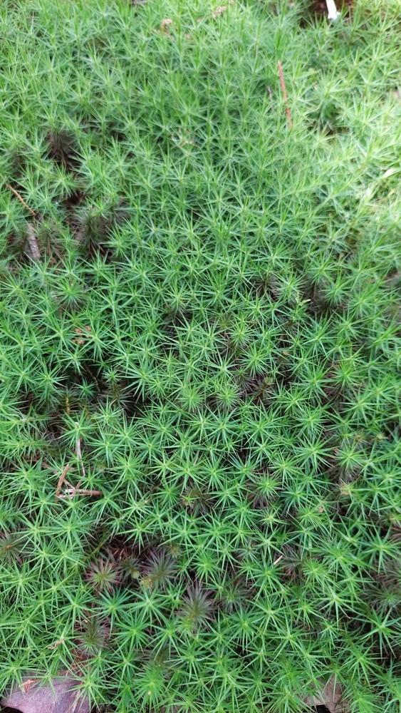 Moss