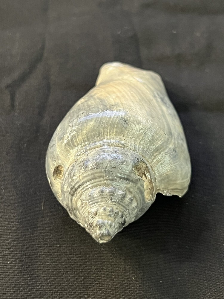RARE Fossilized FIGHTING CONCH, Pliocene Era.