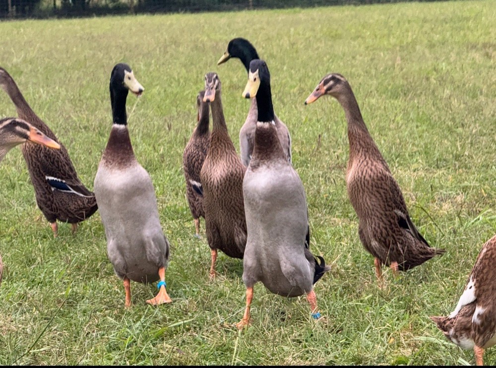 6++ Grey (Mallard) Indian Runner Duck Hatching Eggs
