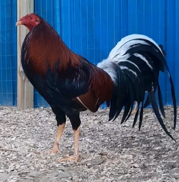 12 Chicken Hatching Eggs