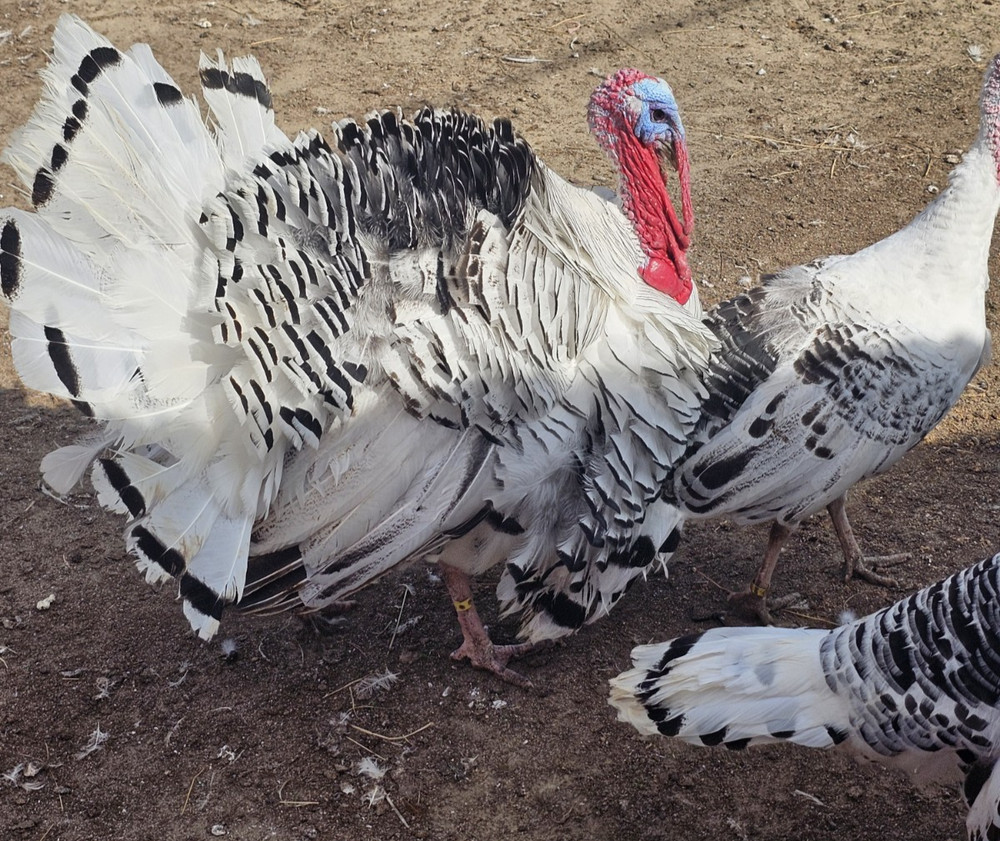 6 Royal Palm Turkey Hatching Eggs