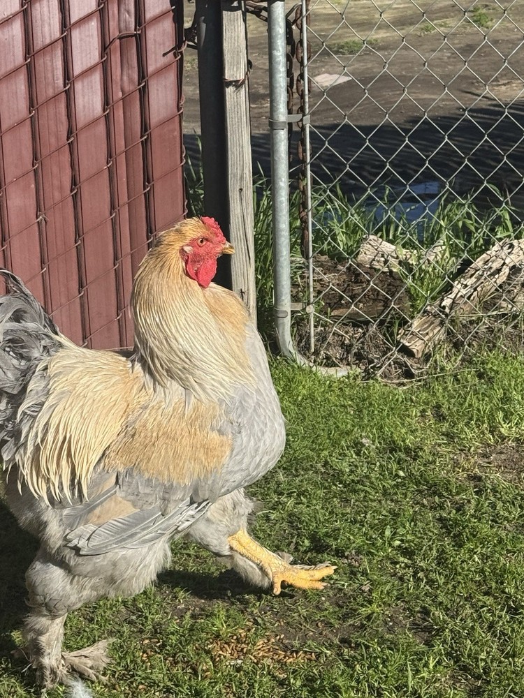 Isabella Brahma Hatching Eggs 6 Eggs