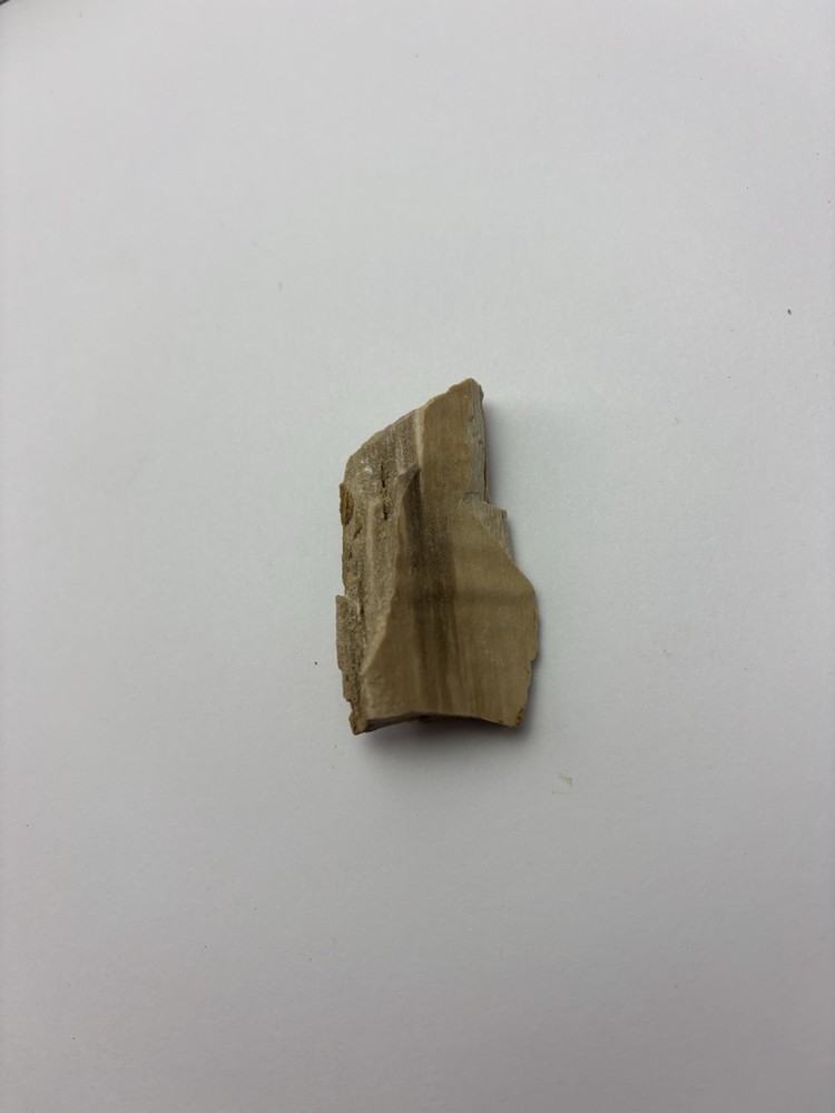 Petrified Wood