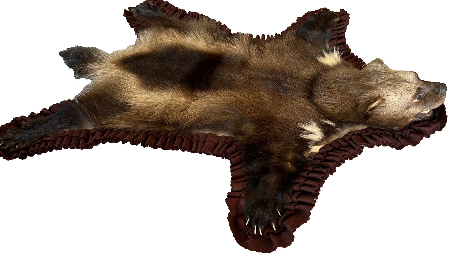 WOLVERINE Full Skin Rug Mount CANADA - Alaska Taxidermy Open Mouth Vintage