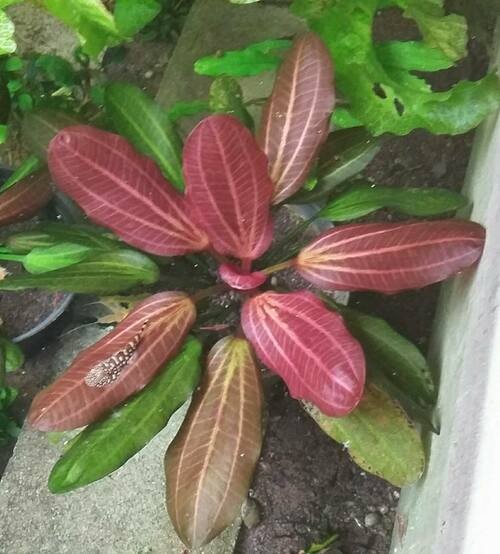 Amazon Sword Echinodorus (Red Pearl) Small