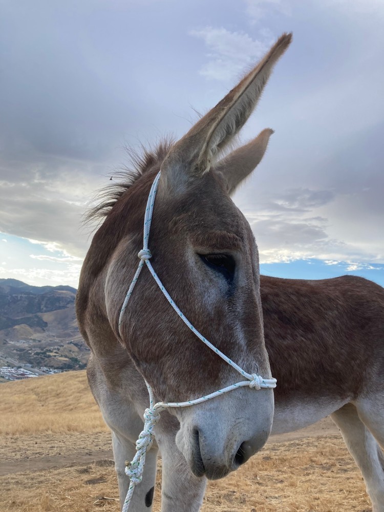 Mule/Donkey Adjustable Rope Halter & 8ft Lead