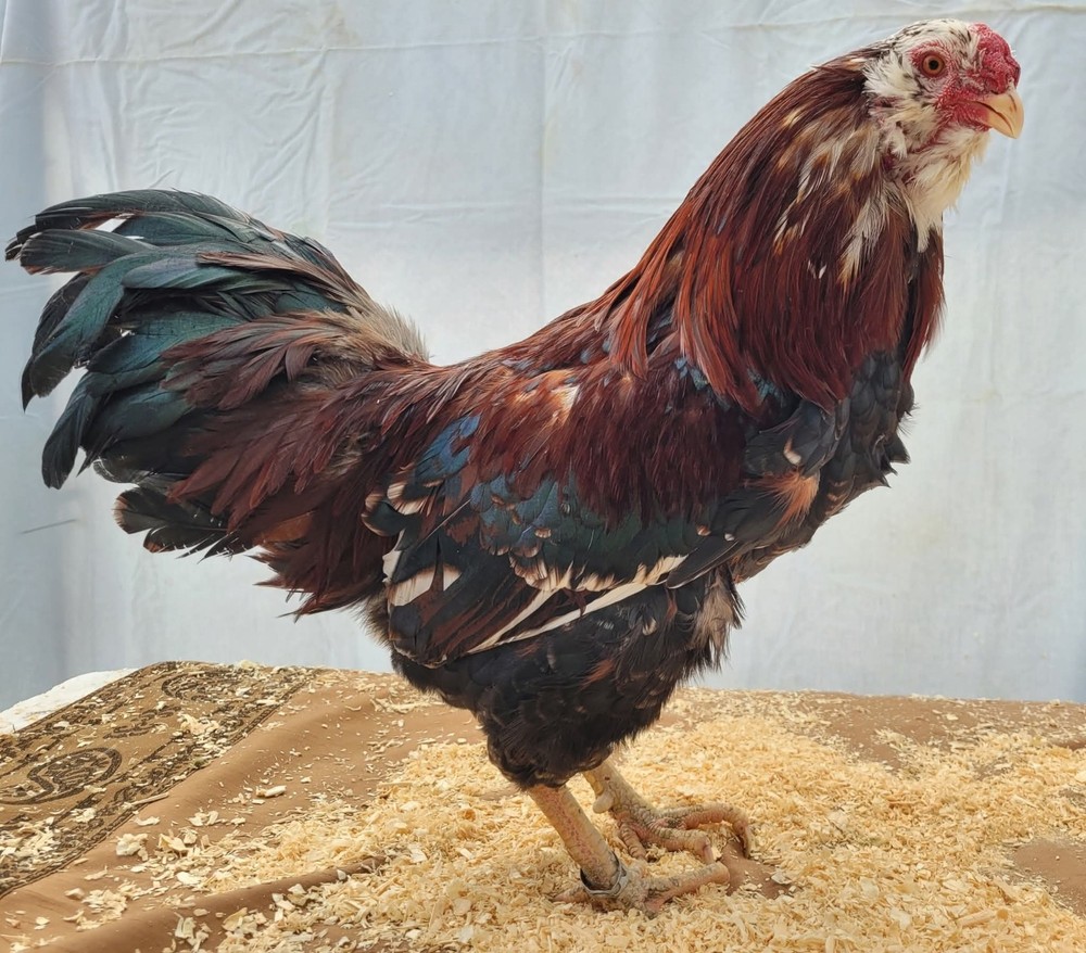 Russian Orloff Htching Eggs Npip