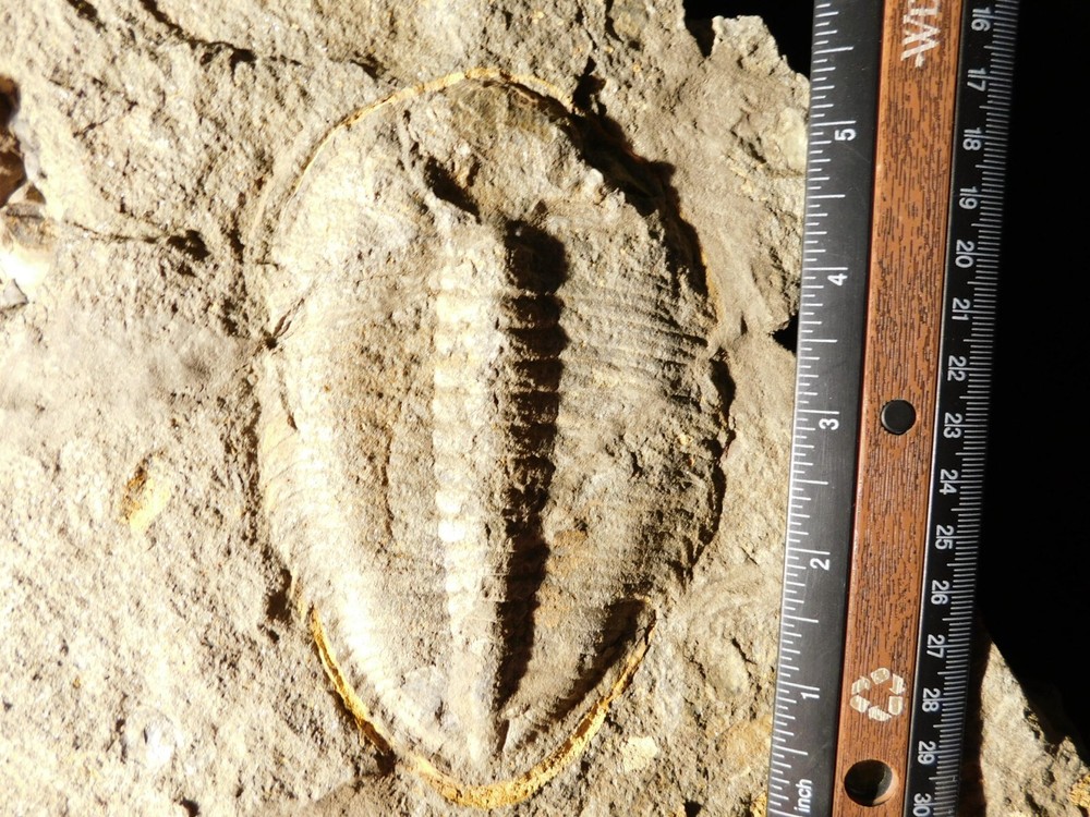 TWO BIG! Eudolatites Sp. Trilobite Fossils in HUGE SPLIT Matrix with STARFISH