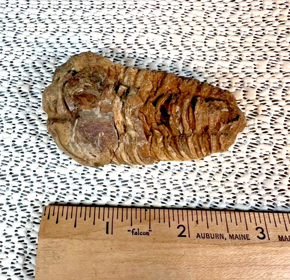 Fossilized Trilobite from Morocco. 58 grams
