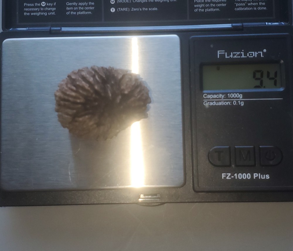 Fossilized Walnut Shell Mississipian Period