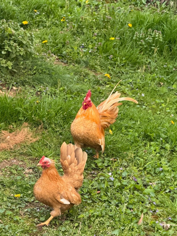 12+ 2 small Quality Serama Chicken Hatching Eggs