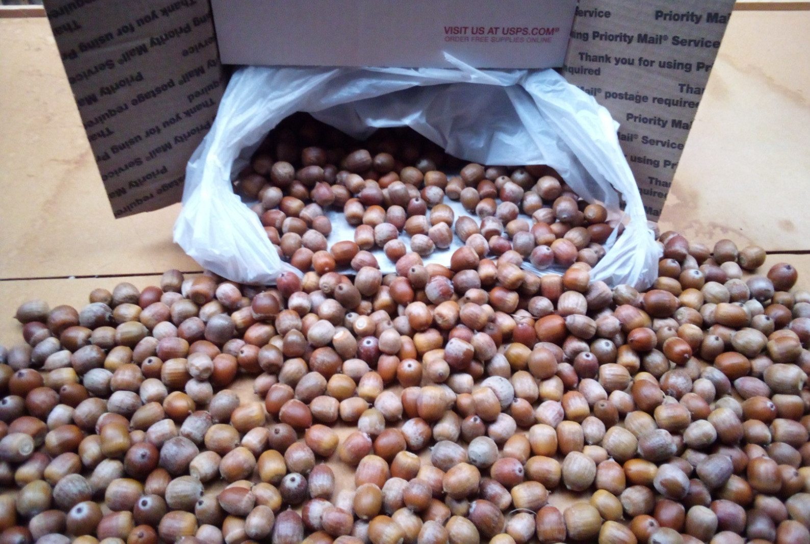 9 Plus Pounds of Acorns Wildlife Feed for Deer, Elk, Hogs, Birds, etc. Grade A
