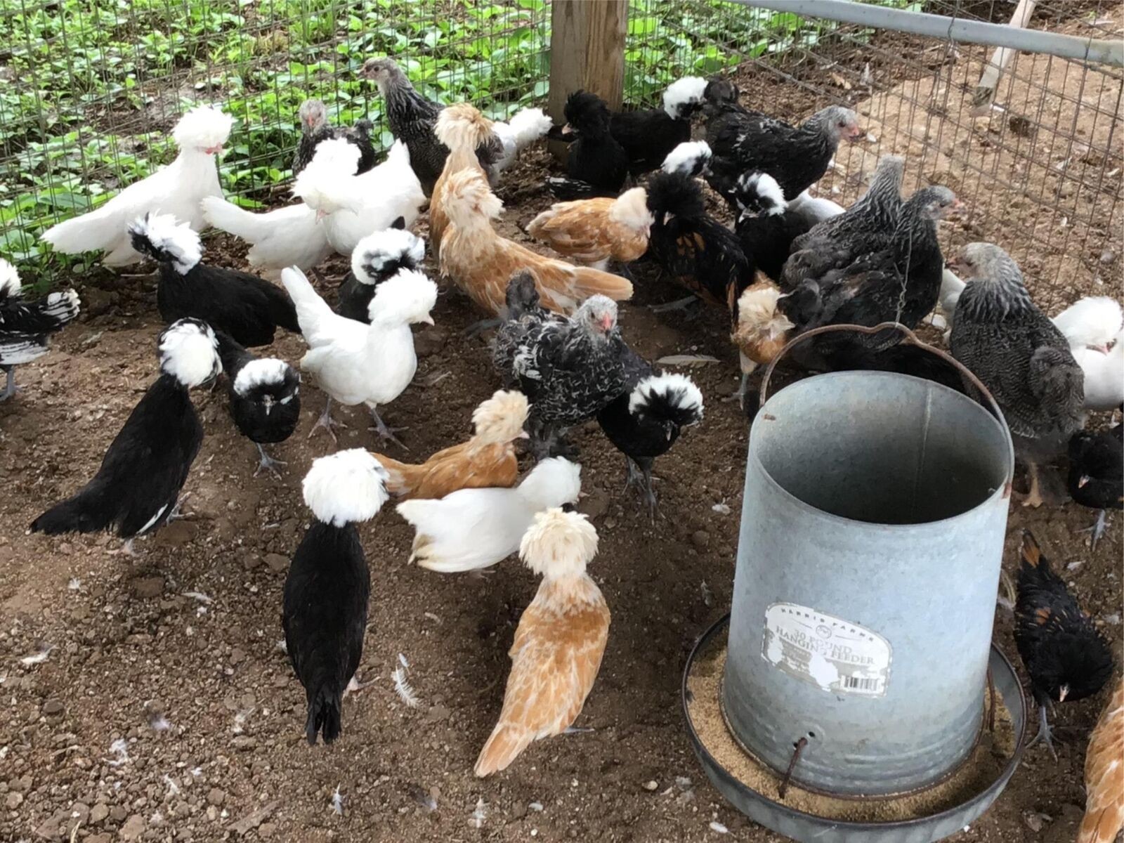 SILVER, BUFF, WHITE, GOLDEN POLISH BANTAM HATCHING EGGS SHIP 3/23 12+EGGS