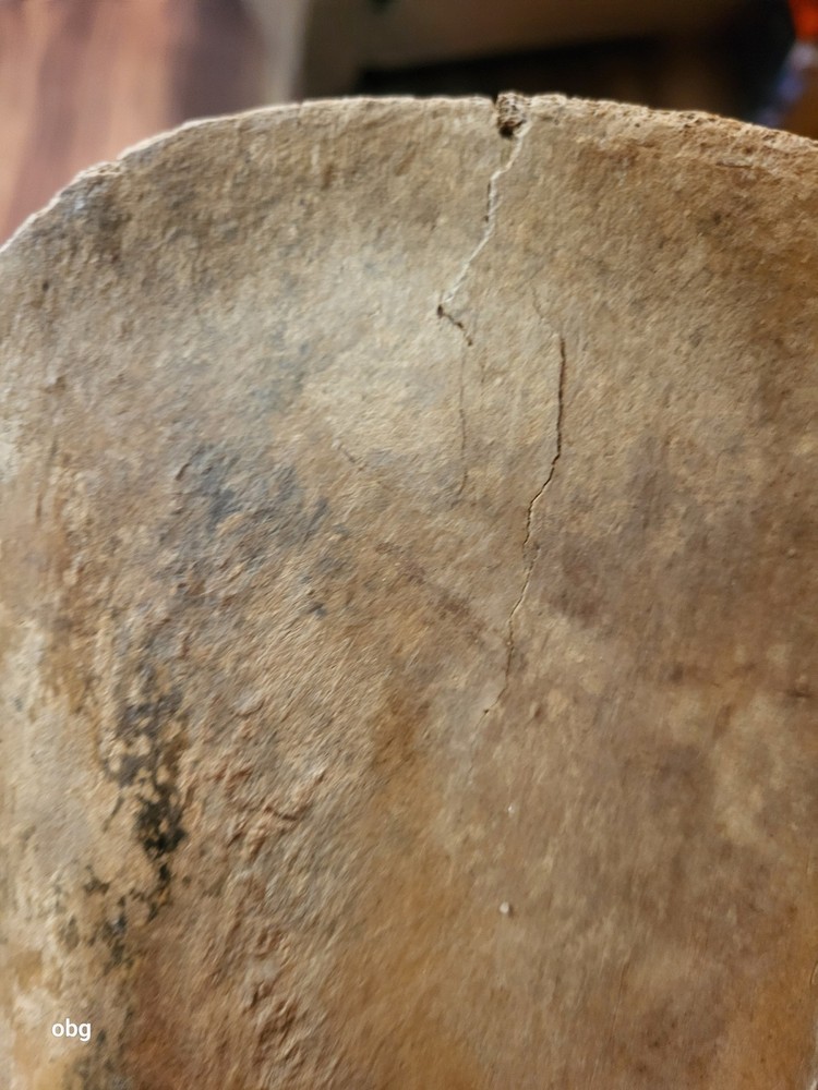 Historic Bison SHOULDER BLADE scapula