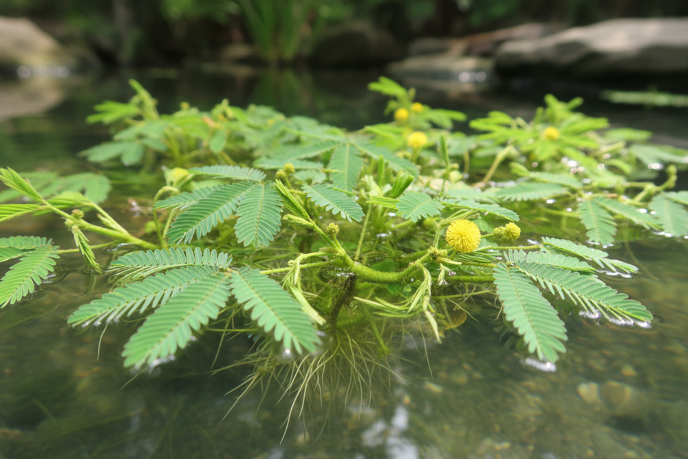 Water Mimosa