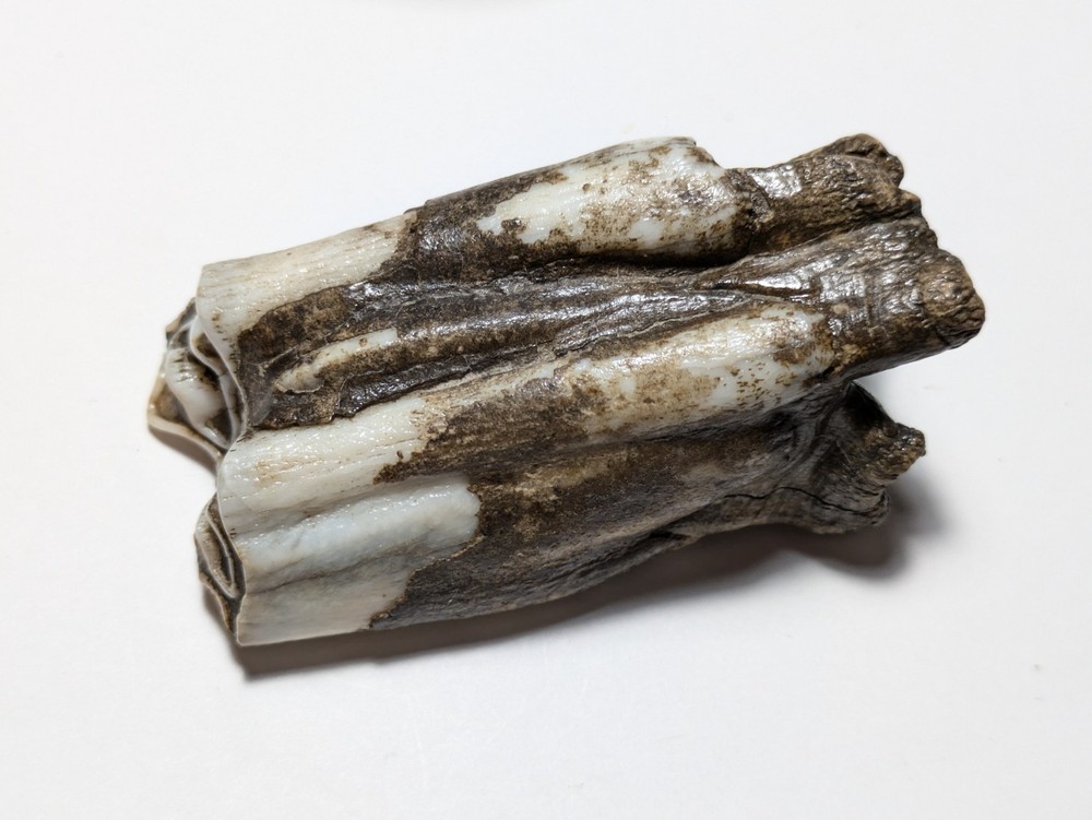 Cow Tooth