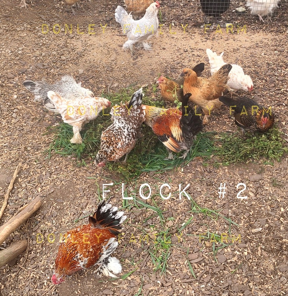 12 Bantam Assorted D'uccle & Easter Egger "Fun Pen" Hatching Eggs
