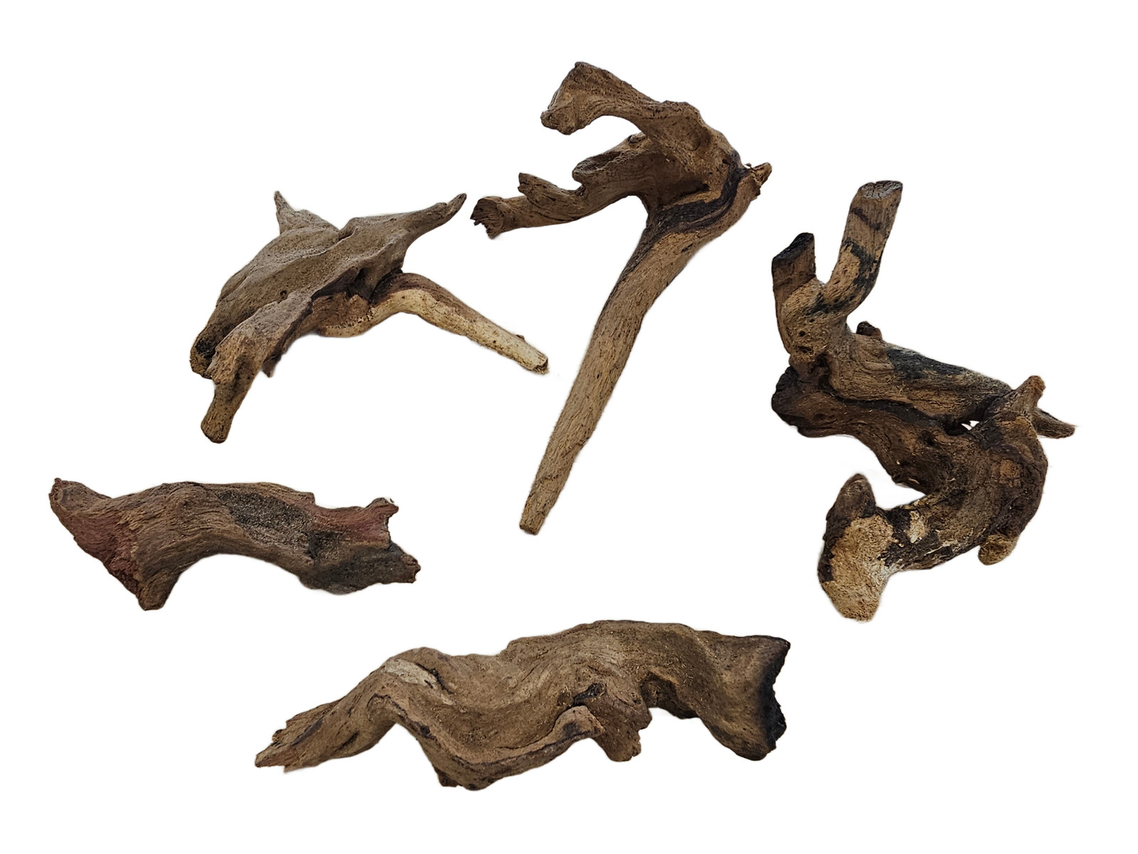 Moss On DriftWood Live Aquarium Plants