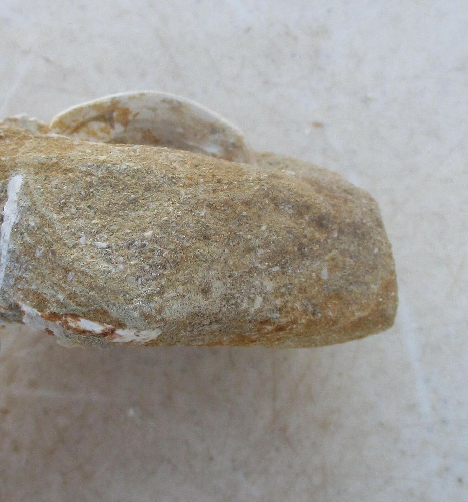 Fossil Vertebra Unidentified Specimen