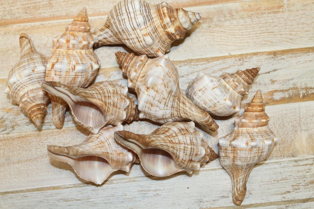 1st Quality Fox Sea Shells 3 4 inch Sizes, Shell Crafts - SS-164