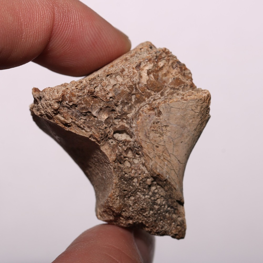 Vertebra Process - Dinosaur Fossil Authentic Cretaceous Hell Creek Formation