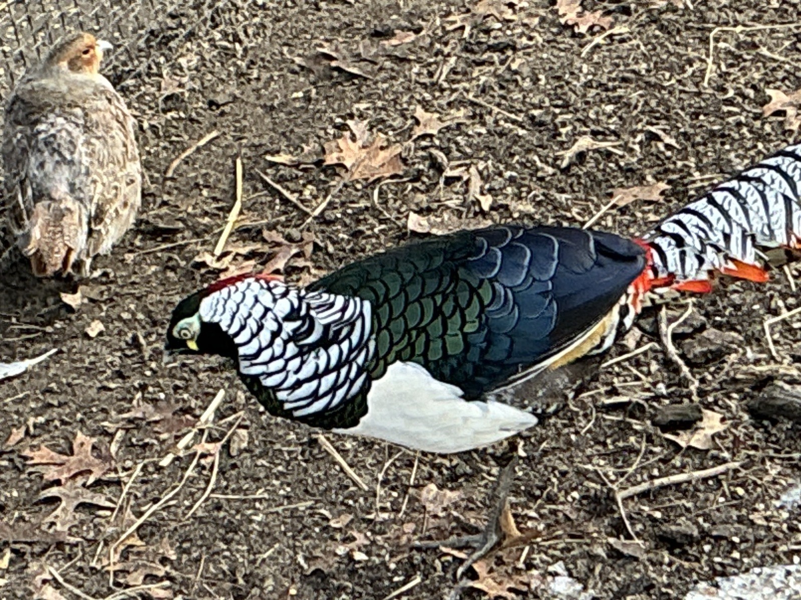PRE-SALE Lady Amherst Pheasant Hatching Eggs 6+2