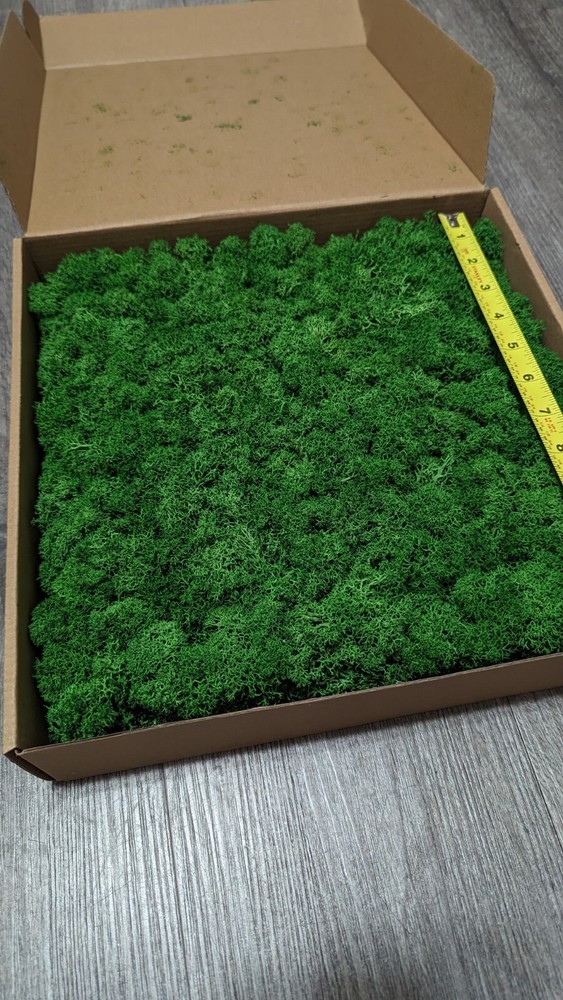 Preserved Moss