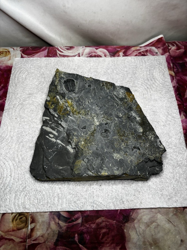 Large Stone Trilobite Fossil Multiple