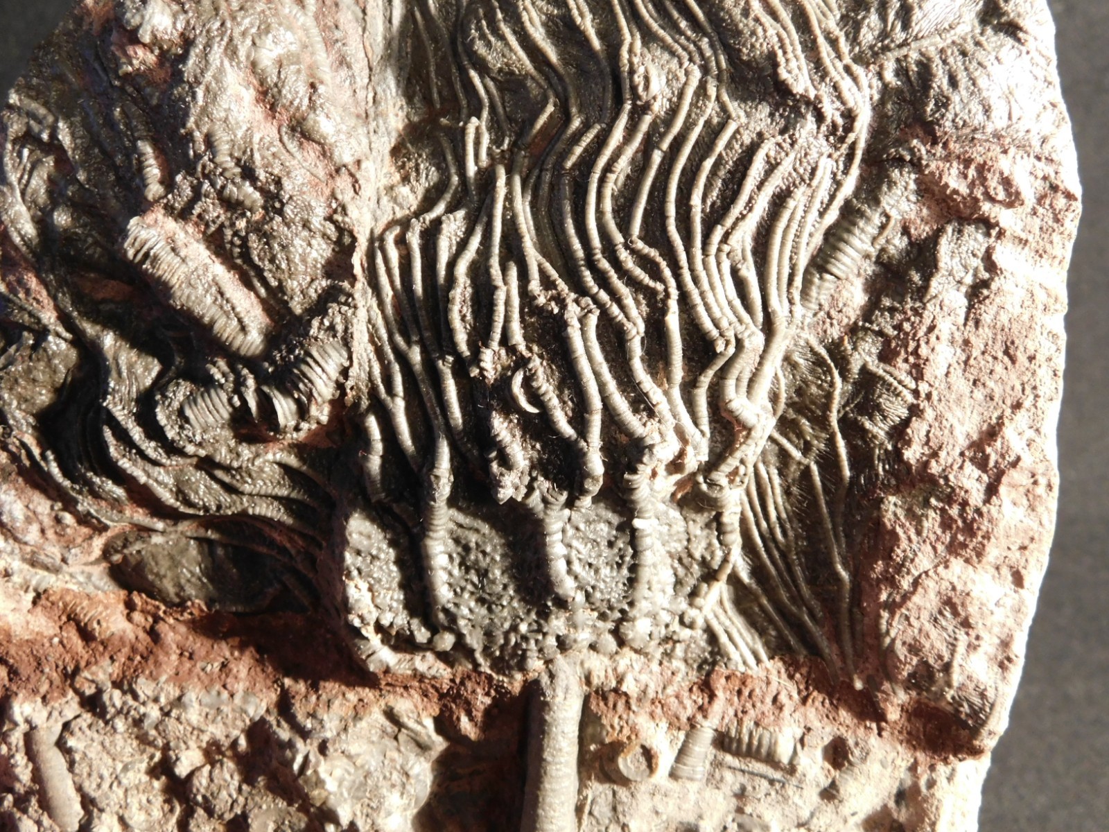 Nice! 430 Million Year Old! CRINOID Fossil or Sea LILY Fossil Morocco 838gr