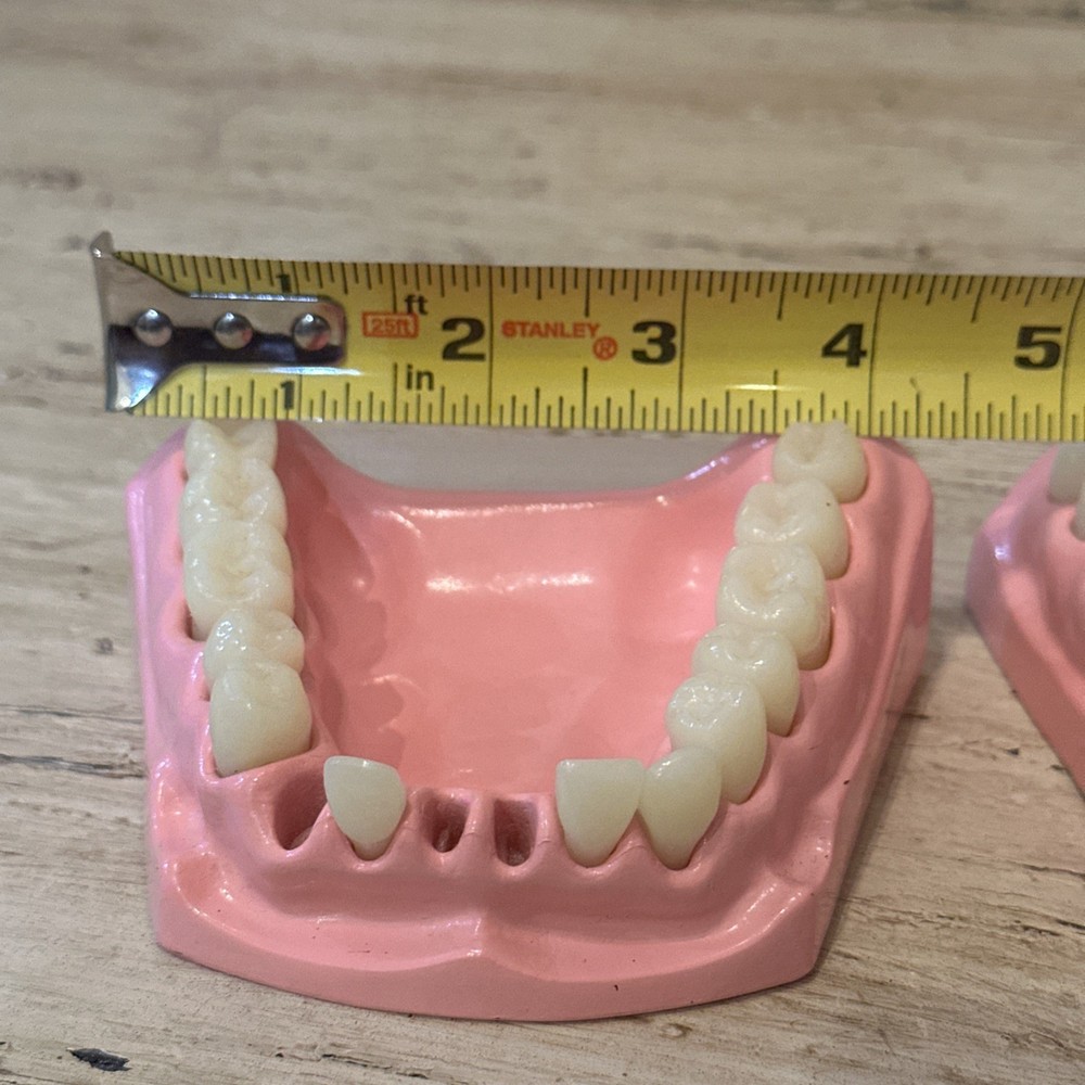 Dental Demonstration Crest Demo Brushing Teeth Model Analysis Study Vintage