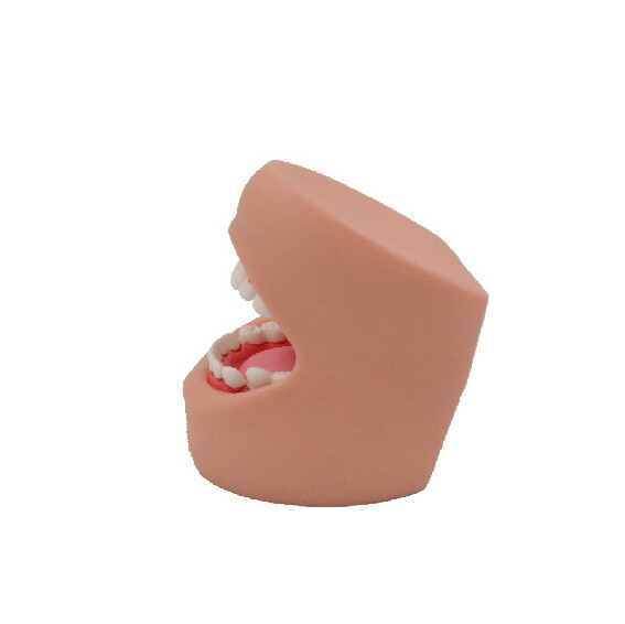 Oral Model Dental Care Model (with Cheeks)