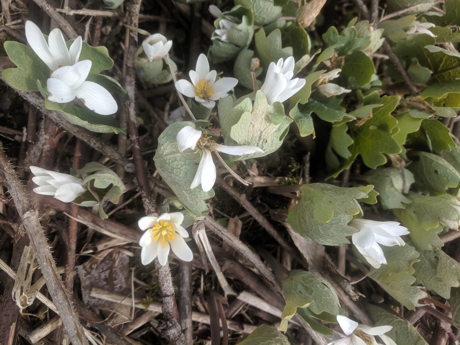 Bloodroot - Sanguinaria Canadensis. Poppy Family. 25 seeds
