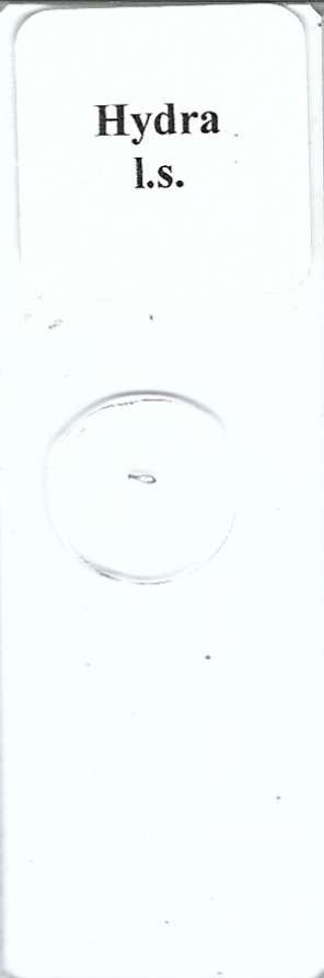 Hydra l.s. Microscope Slide
