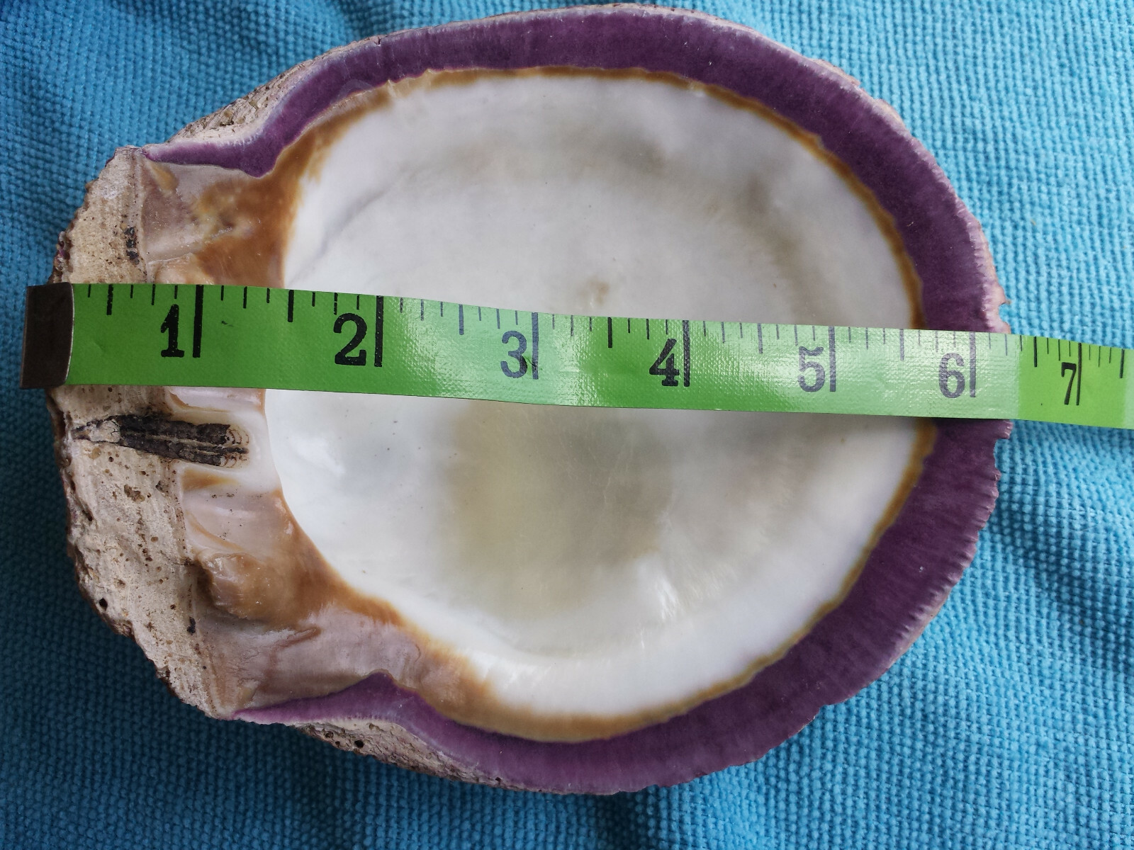 Spiny Oyster Purple Half Shell approx. 6 " Beautiful Spiny Oyster Shell