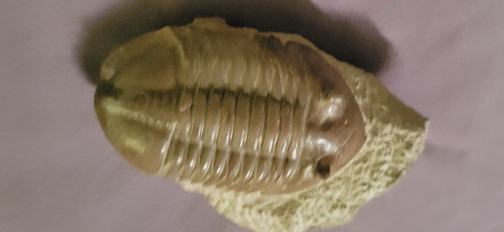 Russian Trilobite Asaphus Lepidurus "Very Rare"