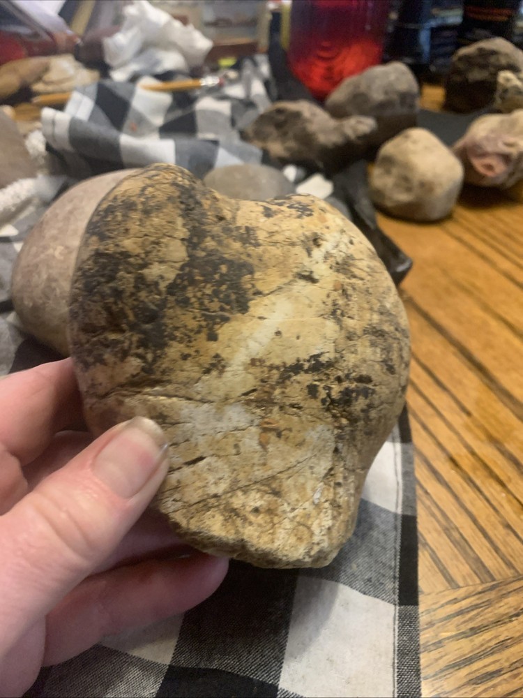 Fossils