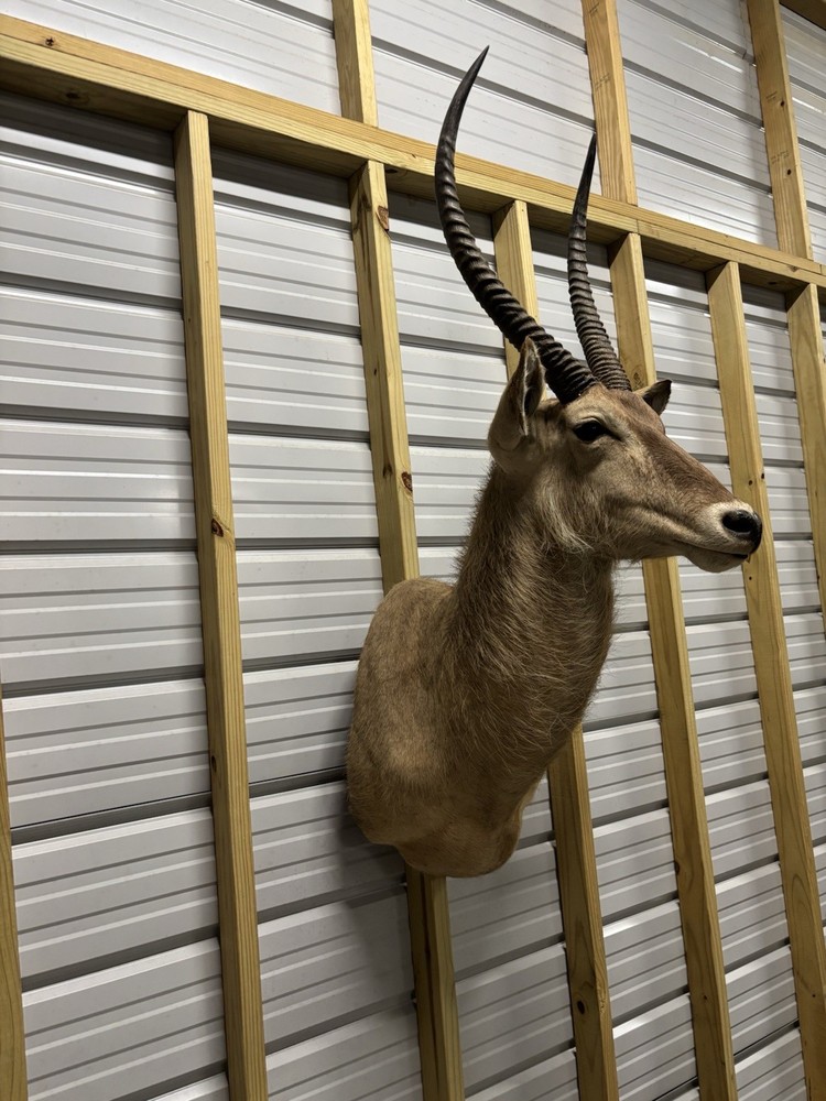 African Waterbuck Shoulder Mount