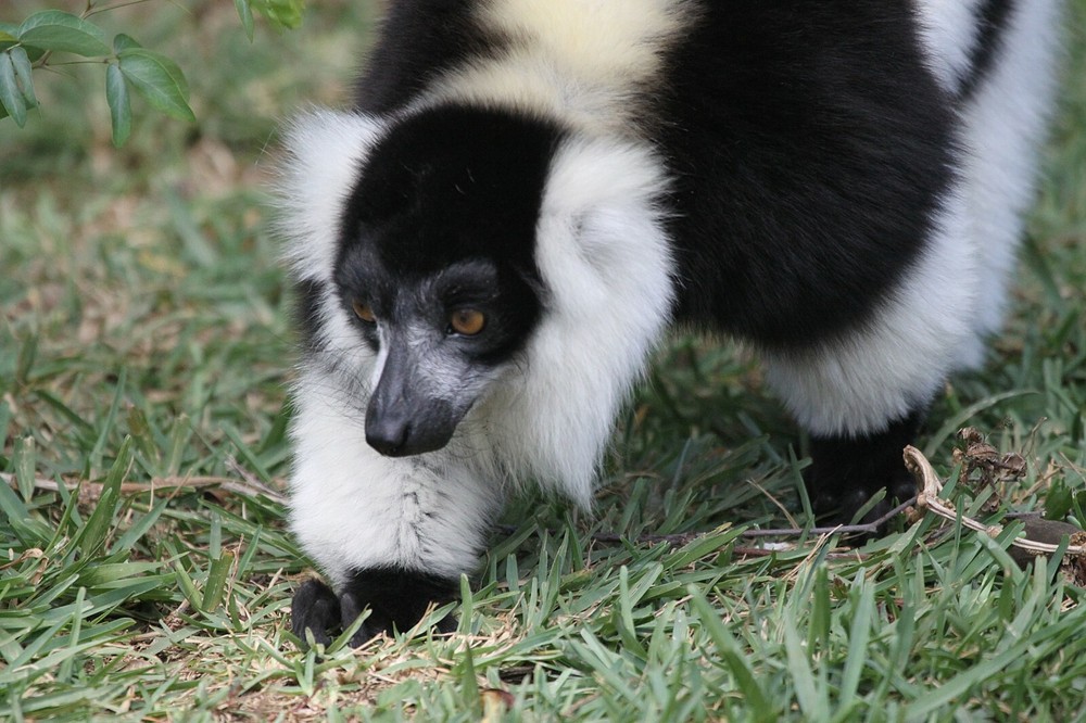 Black & White Ruffed Lemur Taxidermy Reference Photo Cd